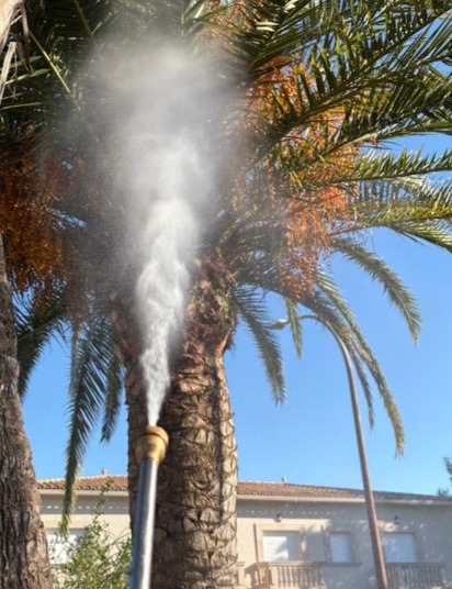 Fumigacion de una palmera