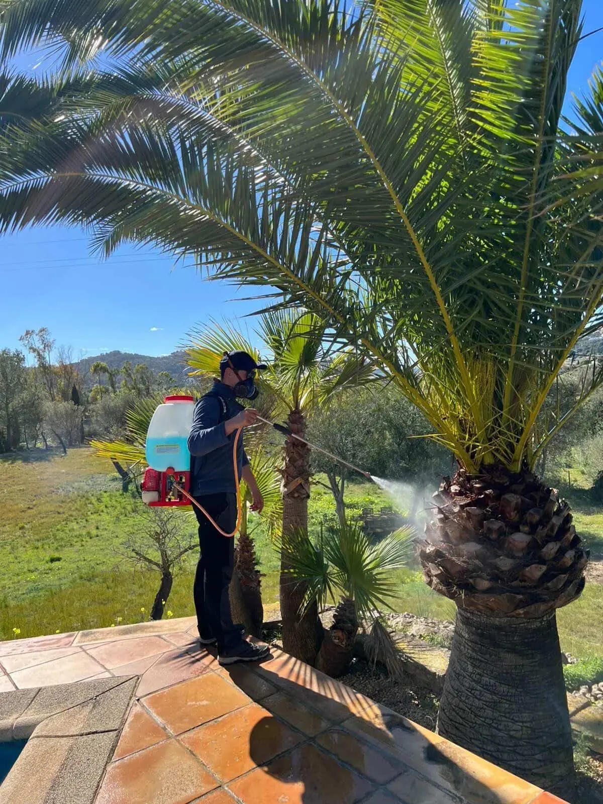 Fumigación de palmeras en Mallorca