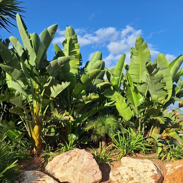 Un gardin con palmeras