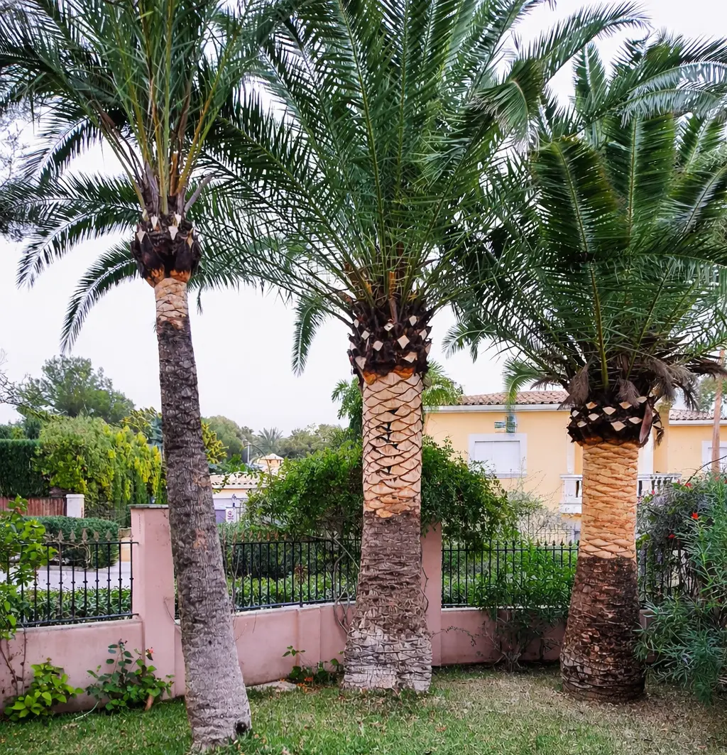 Podamos palmeras en toda Mallorca de forma profesional