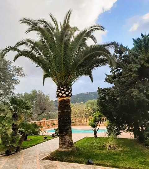 Poda palmeras